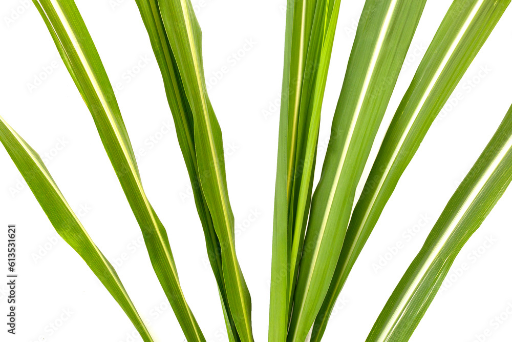 Obraz premium Sugar cane leaves on white background.