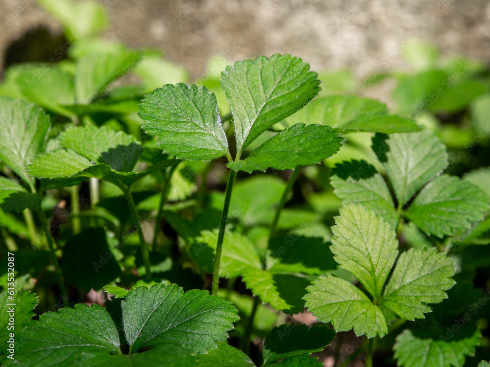 The Mock Strawberry plant for ground cover in the garden The Mock Strawberry plant for ground cover in the garden