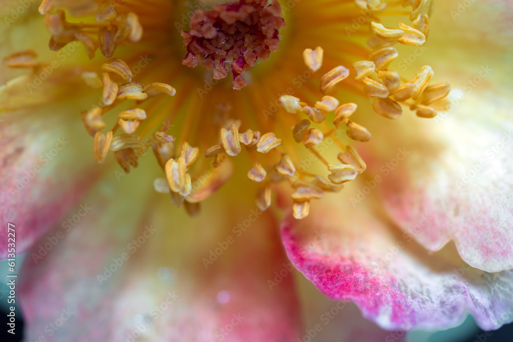 Delicate pollens and petals of La Parisienne rose Delicate pollens and petals of La Parisienne rose
