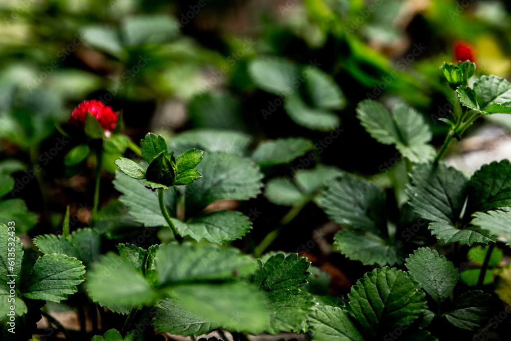 The Mock Strawberry plant for ground cover in the garden The Mock Strawberry plant for ground cover in the garden