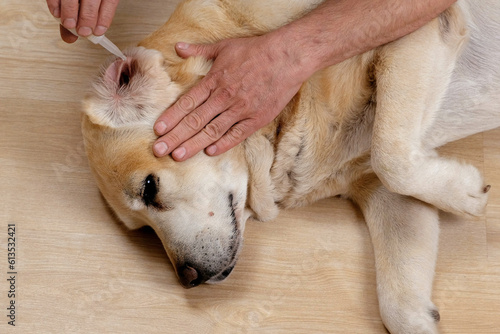 The owner buries drops in the ears of the labrador retriever dog. Dog treatment at home.