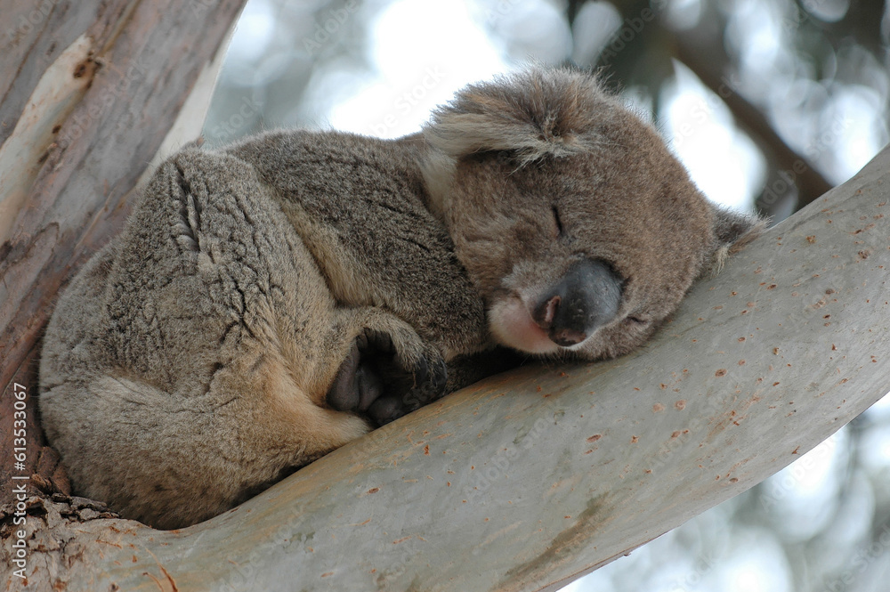 Obraz premium Koala - Phascolarctos cinereus