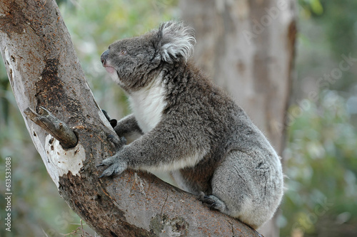 Fototapeta Naklejka Na Ścianę i Meble -  Koala - Phascolarctos cinereus