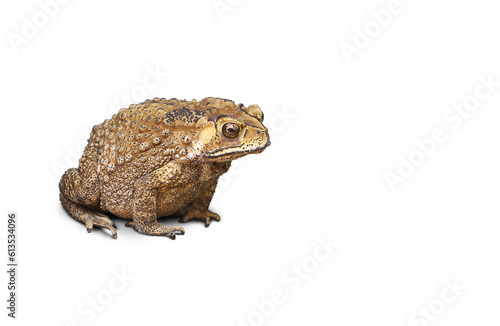 Common toad or Southeast Asian toad isolated on white background photo