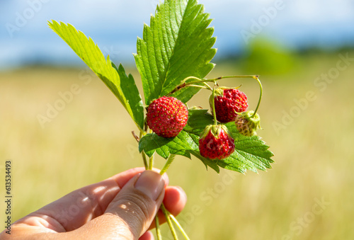Fototapeta Naklejka Na Ścianę i Meble -  A twig with fresh berries of field strawberries in the hand on a green background