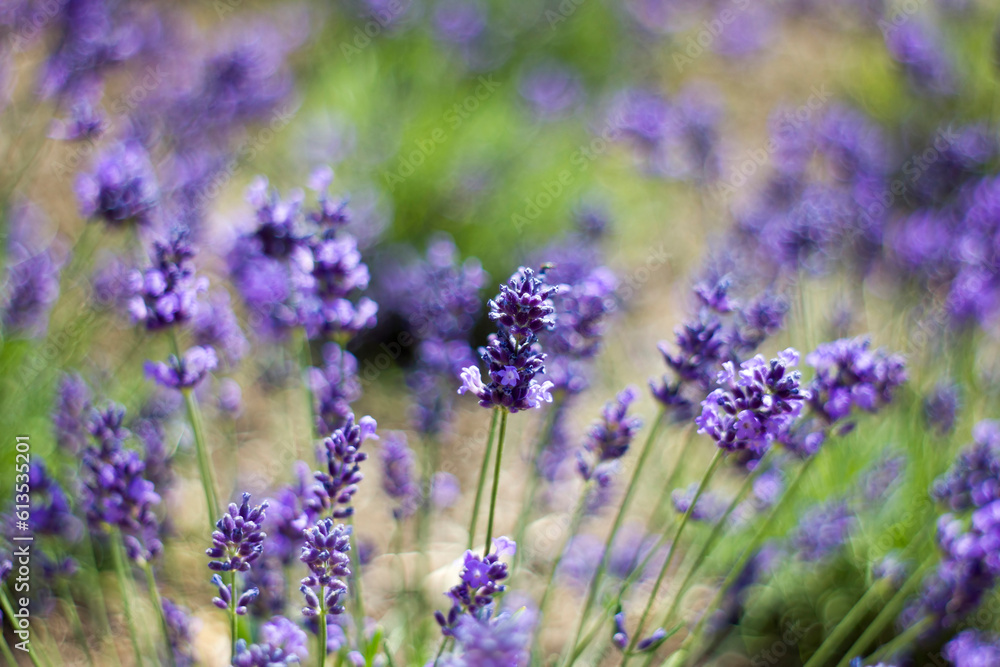 lavender flowers in the garden lavender flowers in the garden