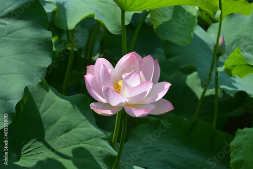 pink water lily blossoms in the middle of green leaves in sunny day