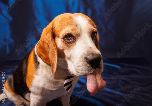 Funny Beagle purebred dog photo sesion in studio