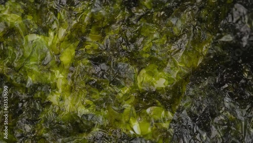 dry thin nori leaves for sushi, closeup rotation. green texture. delicious snacks of toasted seaweed. traditional Japanese sheets of dried algae. healthy snack.