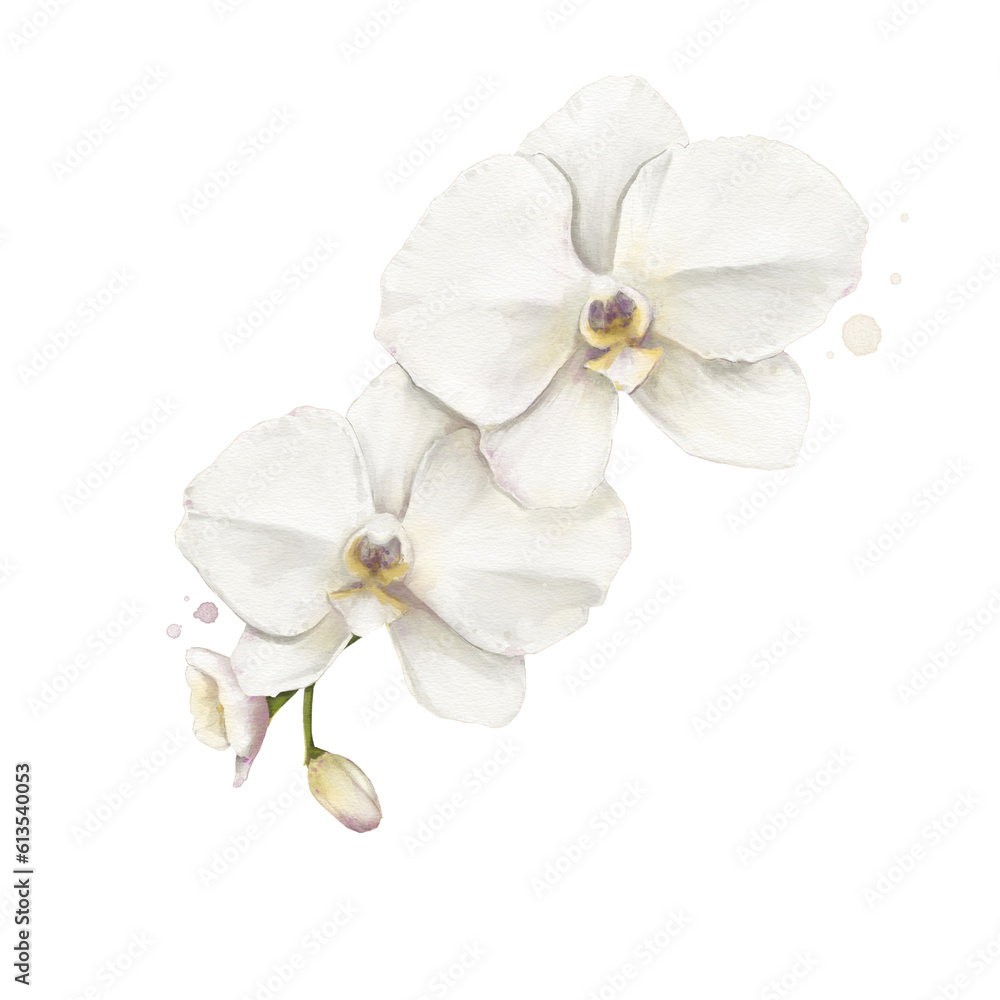 Orchid Flower Watercolor Isolated