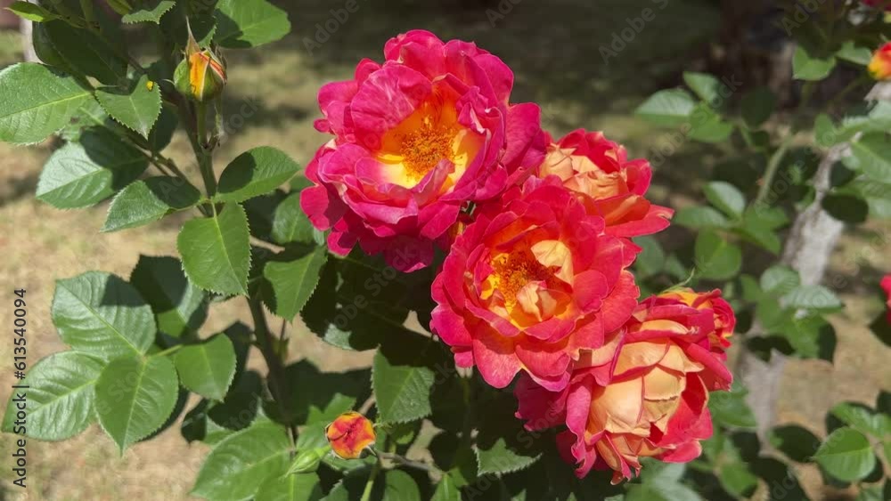 Rose flowers Harlequin red yellow bright blossom in garden. Rose flowers Harlequin red yellow bright blossom in garden.