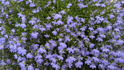 Blue flowers lobelia ornamental plant. photo