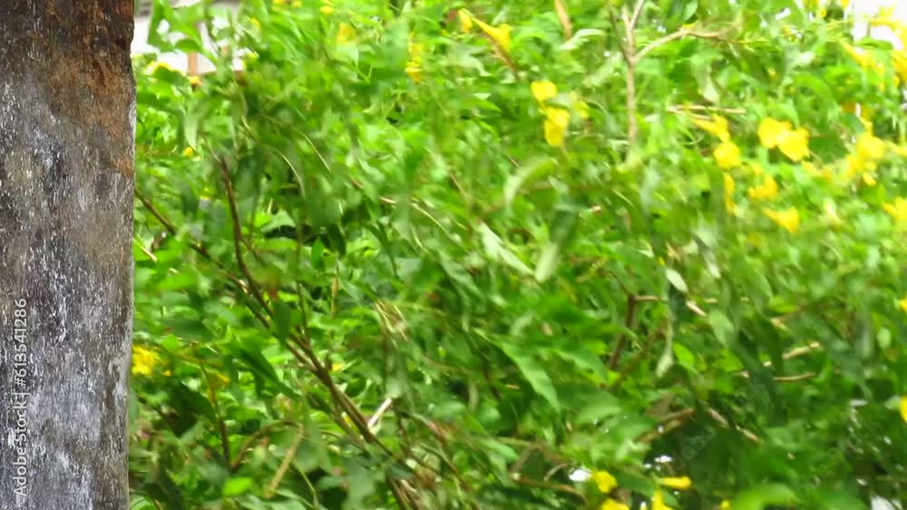 Junagadh, GujaratIndia June 14, 2023, Heavy rain and winds of Biparjoy