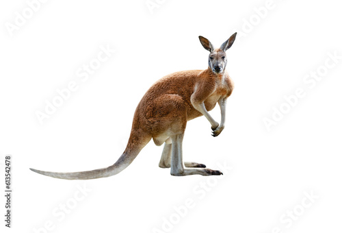 red kangaroo isolated on white background