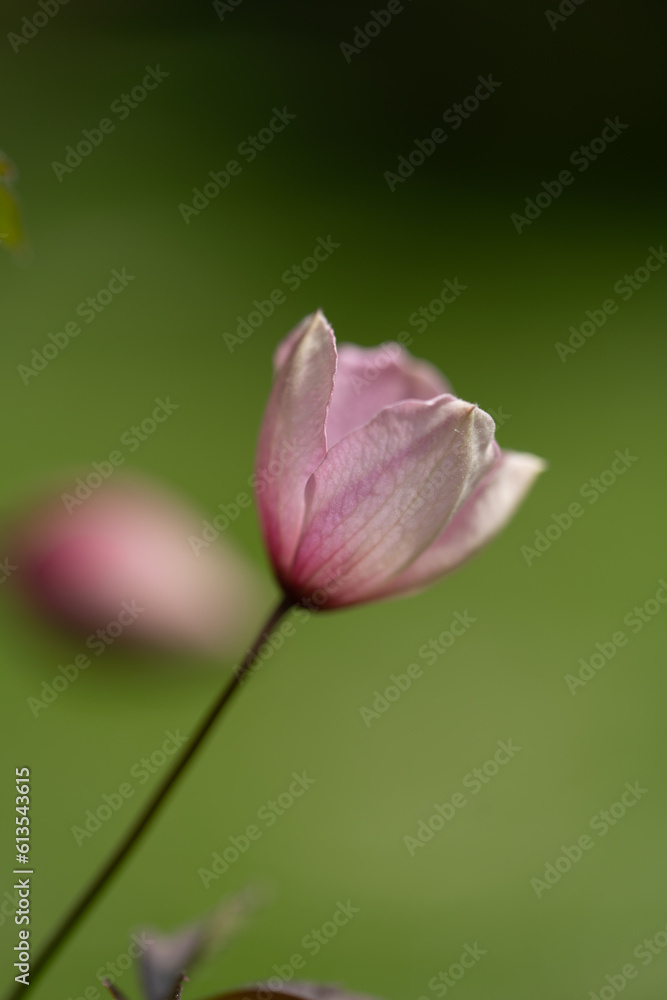 Florale bilder von pflanzen der flora und fauna im euroäischen gebiet Florale bilder von pflanzen der flora und fauna im euroäischen gebiet