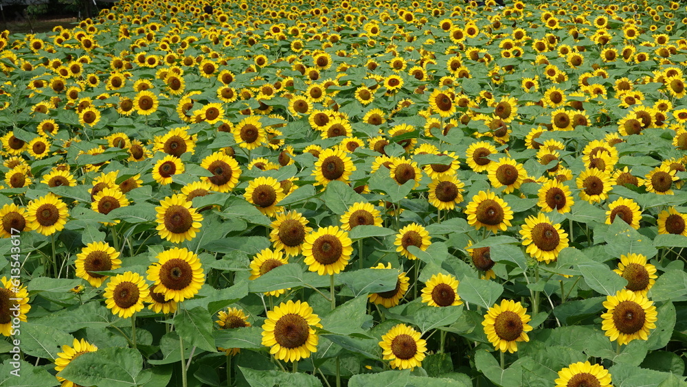 大阪のヒマワリ