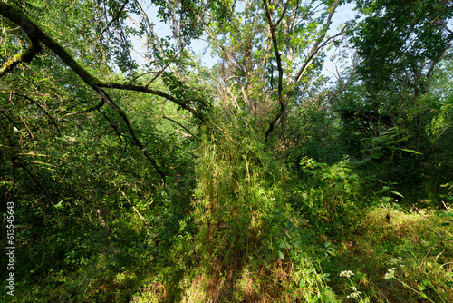Alluvial forest in the Saint-Mesmin National Nature Reserve in Loire valley