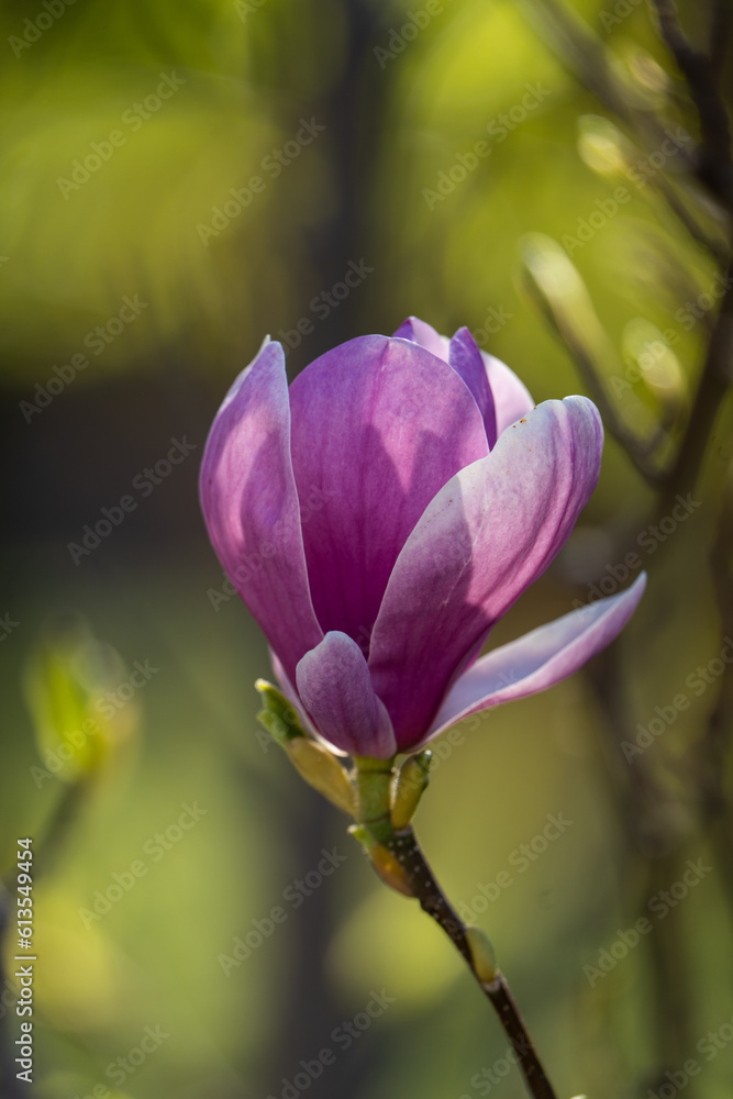 Florale bilder von pflanzen der flora und fauna im euroäischen gebiet Florale bilder von pflanzen der flora und fauna im euroäischen gebiet