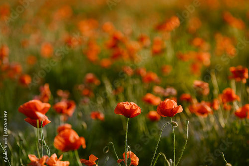 Flores de amapola en un prado verde con la luz del atardecer de verano en los primeros días de Junio.