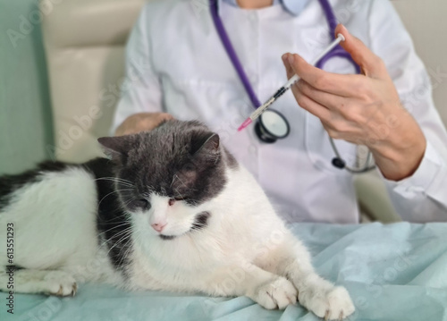 Veterinarian giving an injection to cat concept