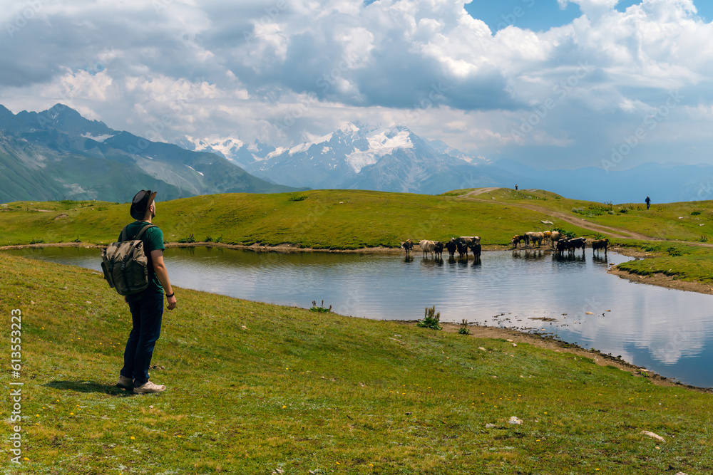 A man watching cows swimming in a pond near the Koruldi Lake with a dream like view on the mountain range near Mestia in the Greater Caucasus Mountain Range Upper Svaneti,Country of Georgia.Wildlife A man watching cows swimming in a pond near the Koruldi Lake with a dream like view on the mountain range near Mestia in the Greater Caucasus Mountain Range Upper Svaneti,Country of Georgia.Wildlife