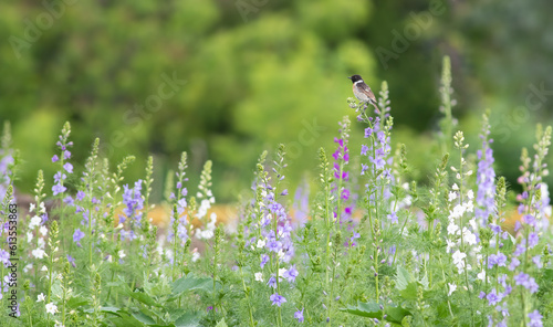 European stonechat, Saxicola rubicola. A blooming meadow, a bird sits on top of a flower