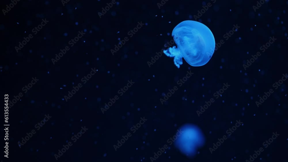 Little blue jellyfish in the dark ocean water. Translucent glowing jelly fish floating in deep underwater aquarium, slowmotion Little blue jellyfish in the dark ocean water. Translucent glowing jelly fish floating in deep underwater aquarium, slowmotion
