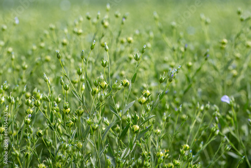 Green seed capsules of flax on the background of a green flax field