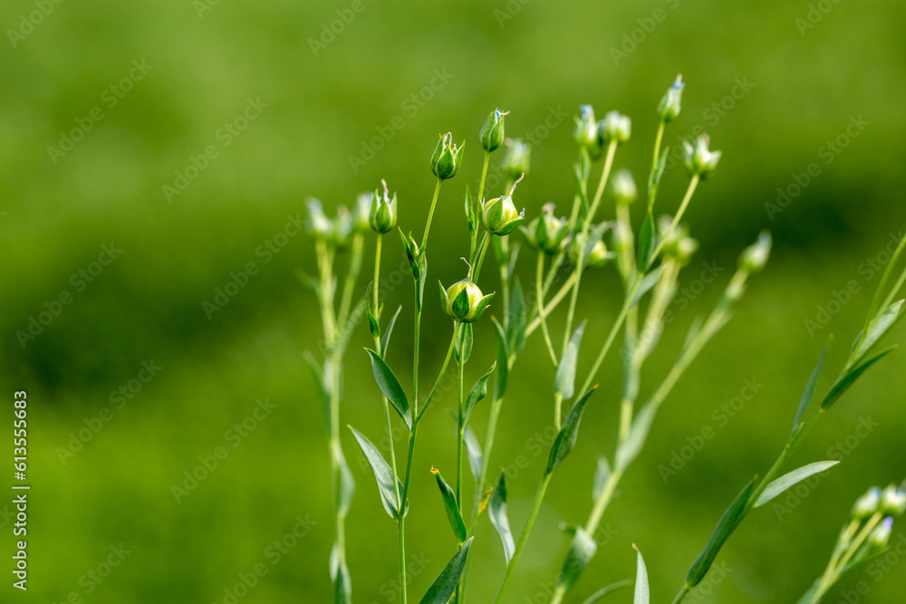 Green seed capsules of flax on the background of a green flax field Green seed capsules of flax on the background of a green flax field