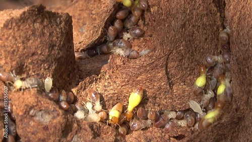 Wallpaper Mural Group of termites in termite mound Torontodigital.ca