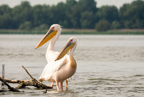 White American Pelicans in Danube Delta