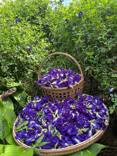 butterfly pea in a garden