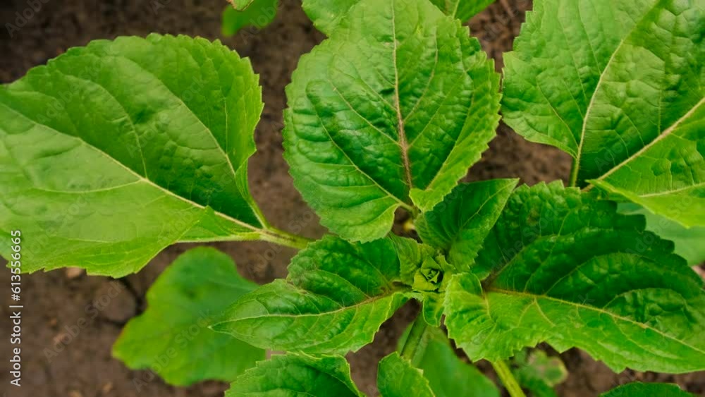 Sunflower grows on the field. Selective focus.