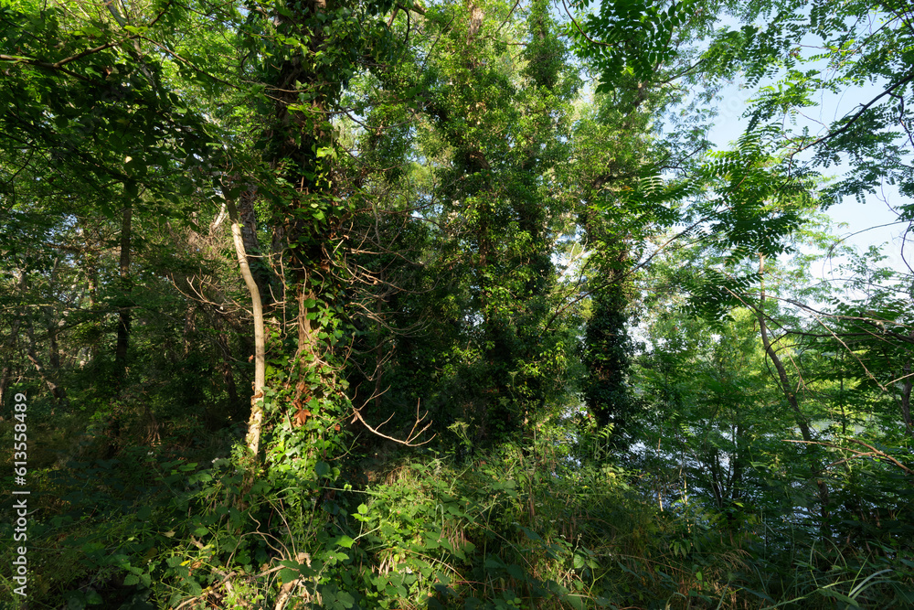 Fototapeta premium Alluvial forest in the Saint-Mesmin National Nature Reserve in Loire valley