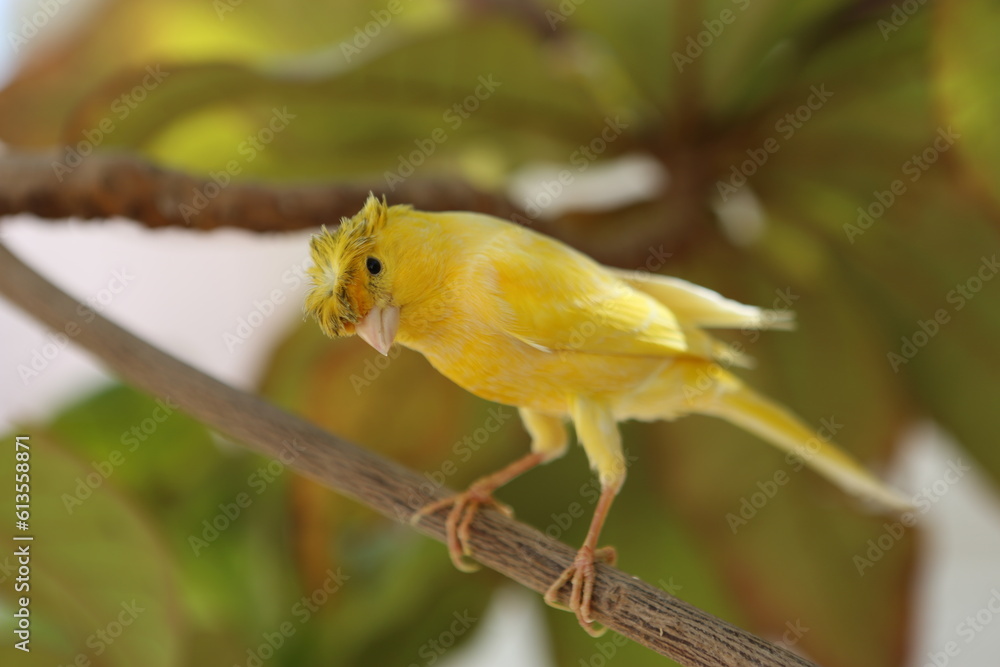 yellow bird on a branch yellow bird on a branch