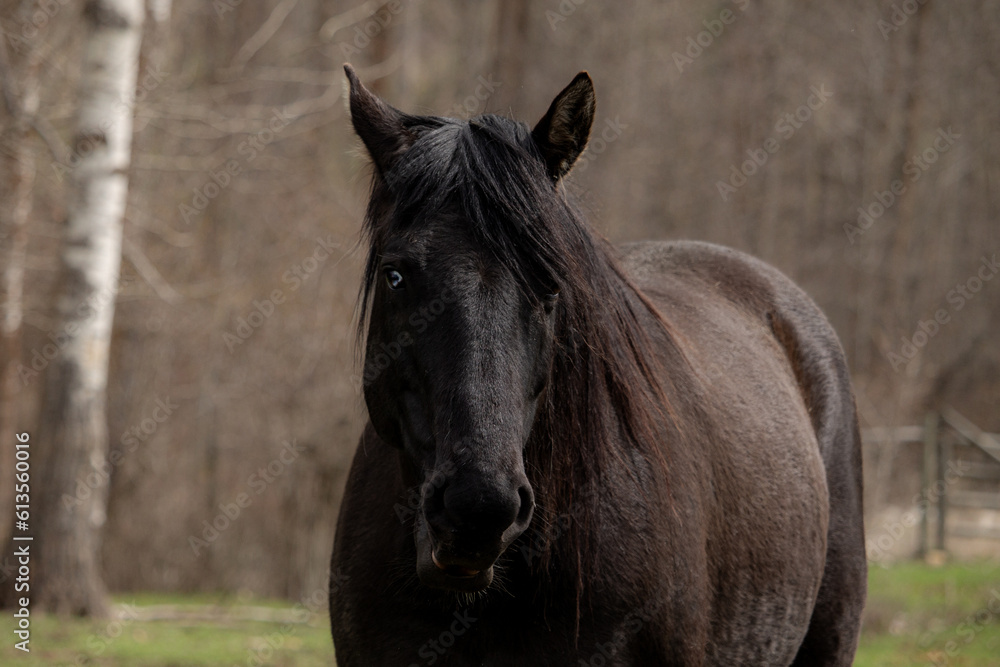 Fototapeta premium Beautiful Black Gothic Mysterious Paint Horse Mare with Blue Eye and Birch Tree Forest Background