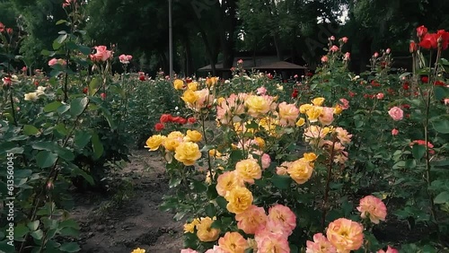 Blooming roses at sunset time in Globy park, Dnipro, slow motion photo