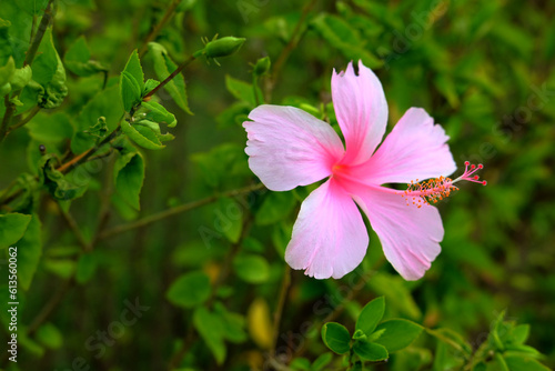 pink hibiscus flower