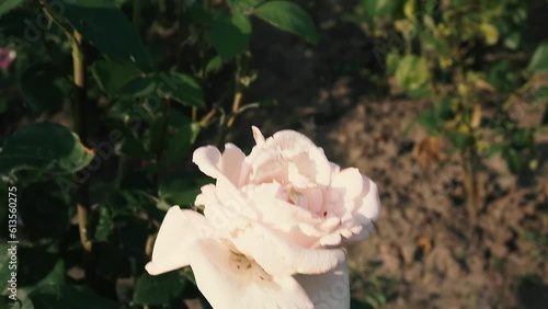 Blooming roses at sunset time in Globy park, Dnipro, slow motion photo