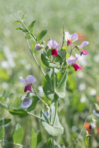 Blooming pink pea plant (Pisum sativum). Cultivation in a field. photo