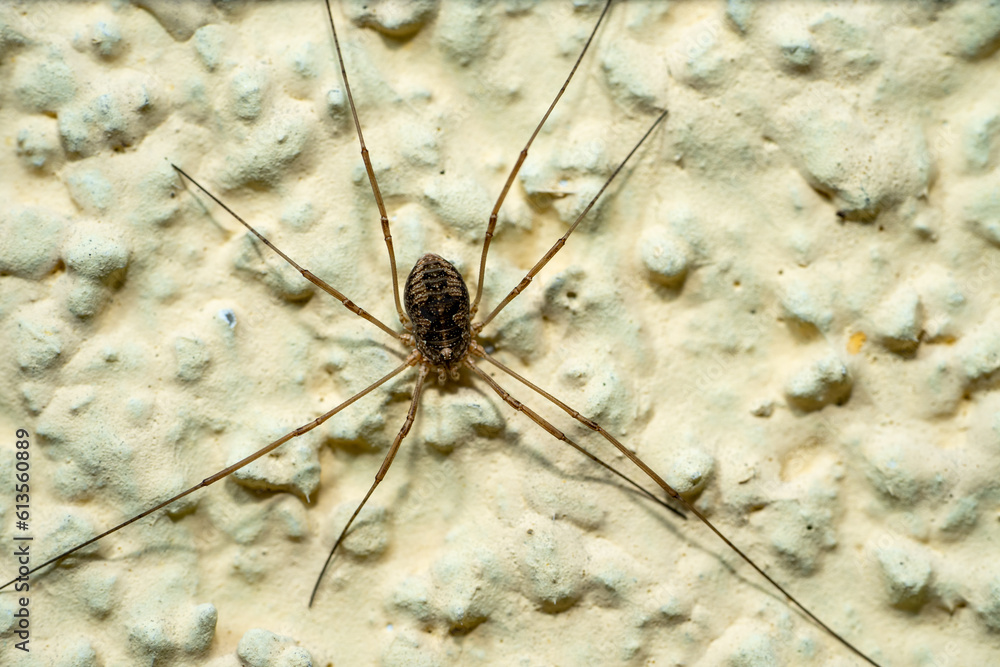 Opiliones spider on the wall macro shot Opiliones spider on the wall macro shot