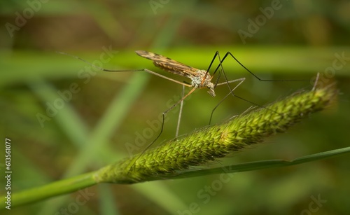 a small Tipula vernalis on a blade of grass
