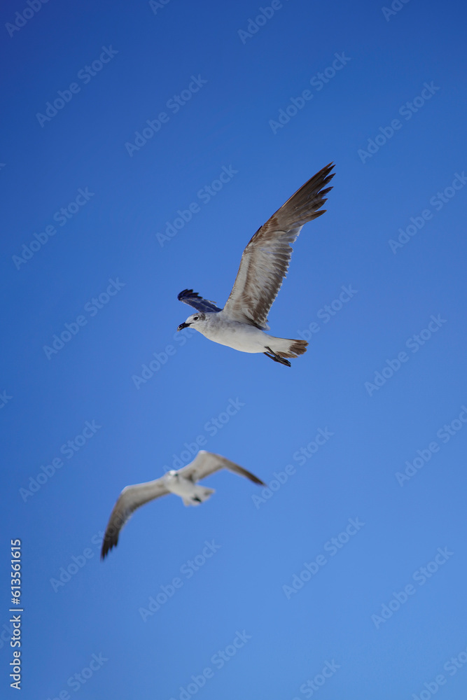 Gaviotas volando en pareja sobre el cielo del mar caribe en formato vertical 