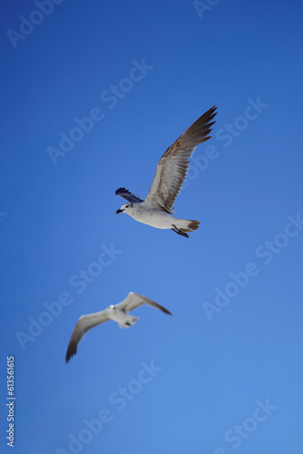 Gaviotas volando en pareja sobre el cielo del mar caribe en formato vertical 