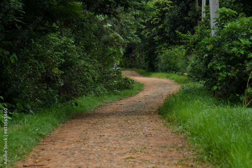 A view of an unconstructed mud road amidst lush trees towards a village A view of an unconstructed mud road amidst lush trees towards a village