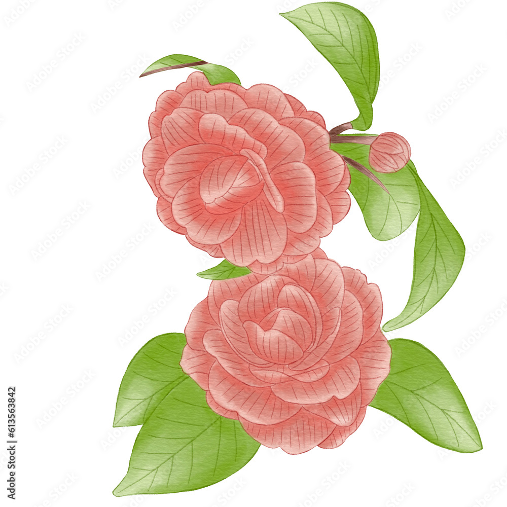 two bloom orange camelia flower two bloom orange camelia flower
