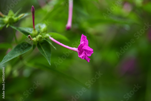 Closeup of pink flowers with green leaves on the Mirabilis jalapa plant