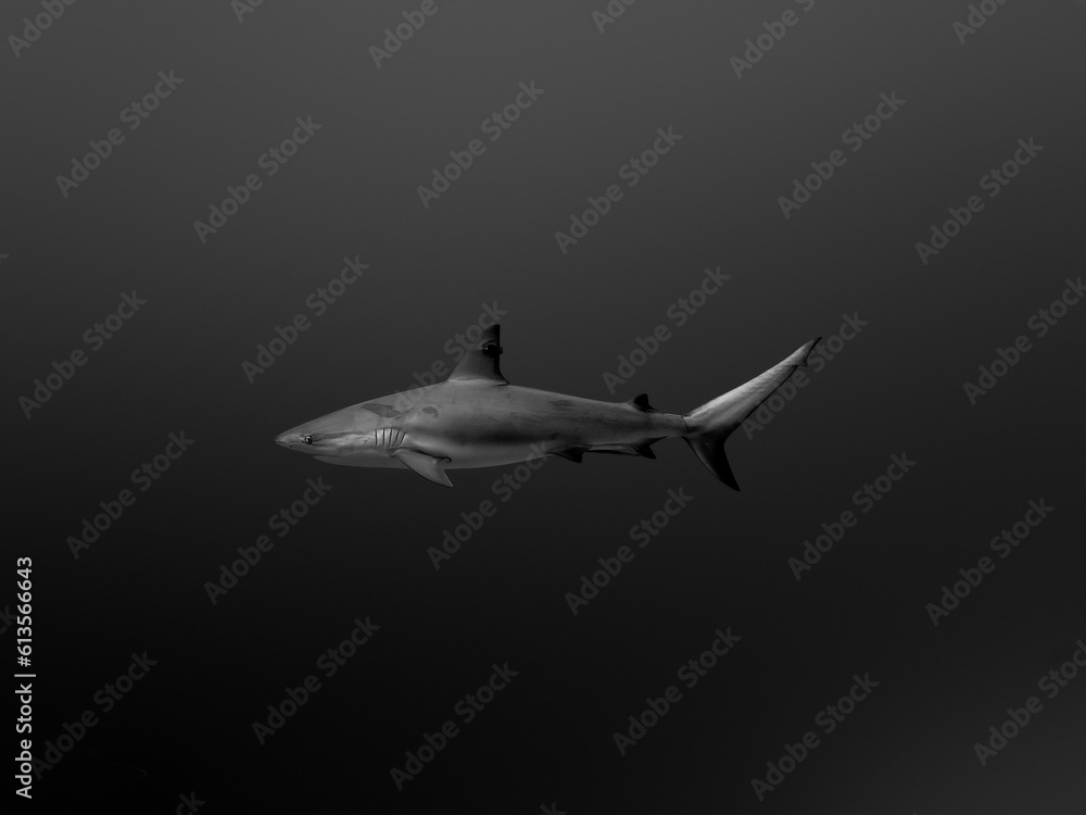 Black and White Caribbean Reef Shark Black and White Caribbean Reef Shark