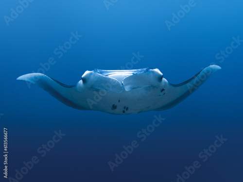 giant manta ray approaches photo