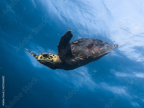 turtle gracefully swimming photo